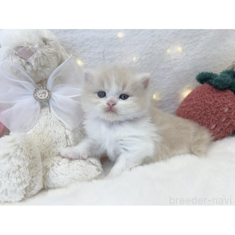 販売中の大阪府のミヌエット-131865の5枚目