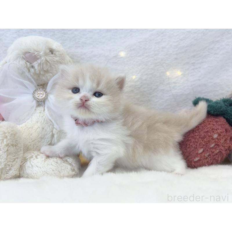 販売中の大阪府のミヌエット-131865の4枚目