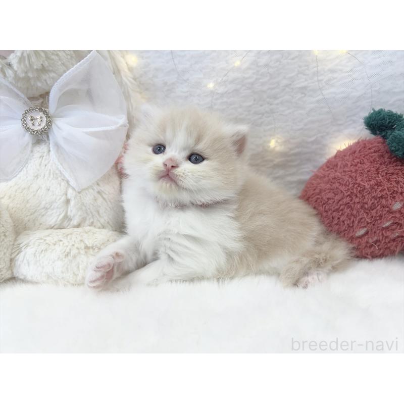 販売中の大阪府のミヌエット-131865の3枚目