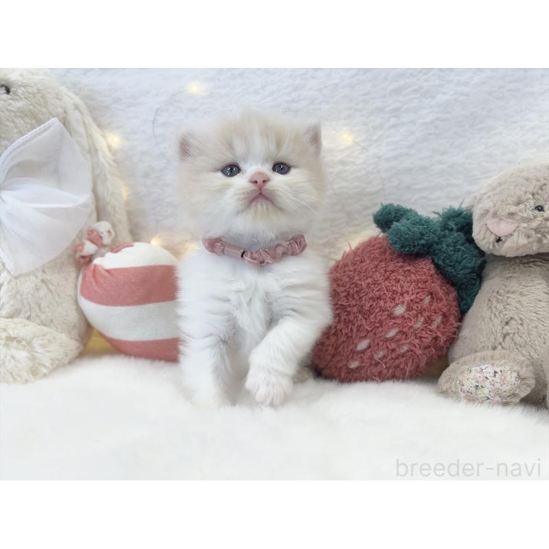 販売中の大阪府のミヌエット-131865の2枚目