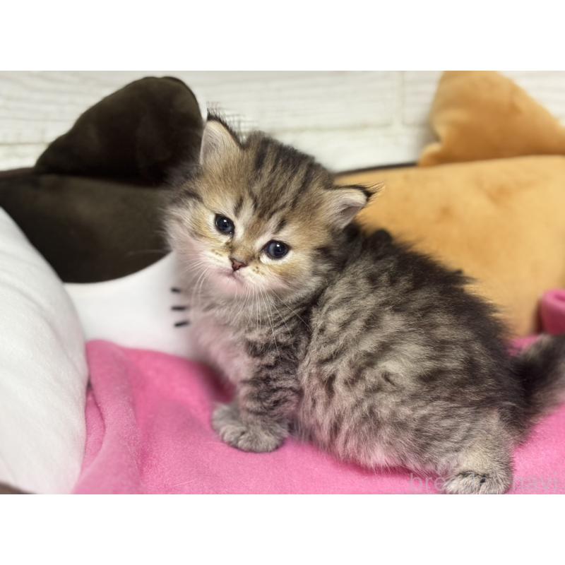 販売中の愛知県のミヌエット-131866の5枚目