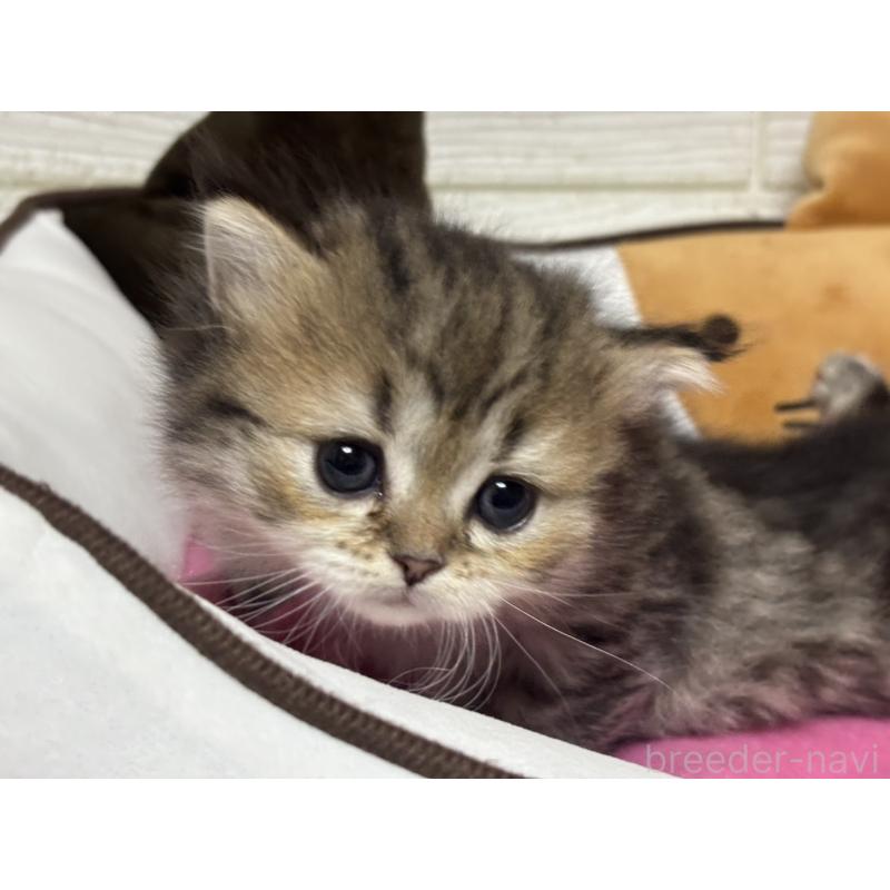 販売中の愛知県のミヌエット-131866の4枚目