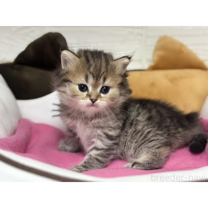 販売中の愛知県のミヌエット-131866の3枚目