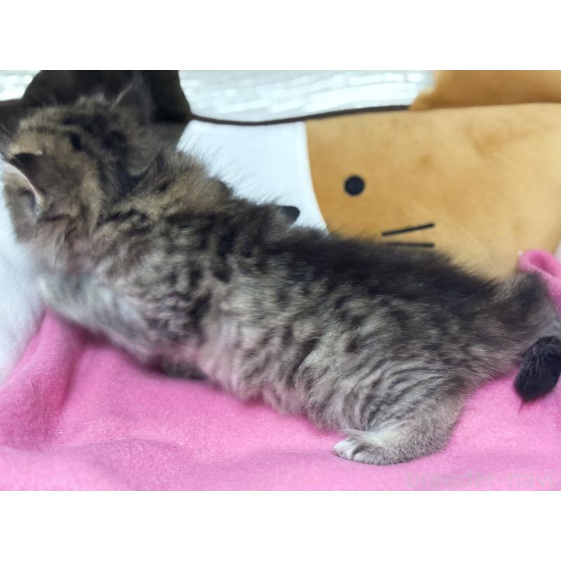 販売中の愛知県のミヌエット-131866の2枚目