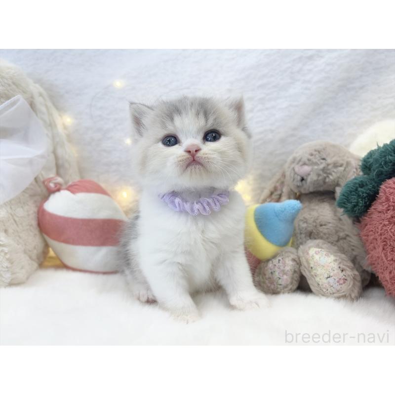 販売中の大阪府のミヌエット-131867の8枚目