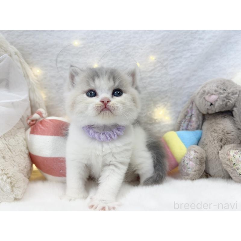 販売中の大阪府のミヌエット-131867の7枚目