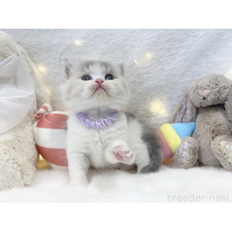 販売中の大阪府のミヌエット-131867の6枚目