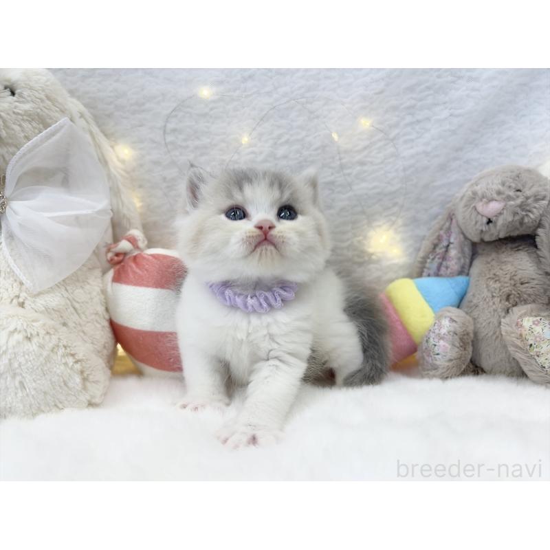 販売中の大阪府のミヌエット-131867の5枚目