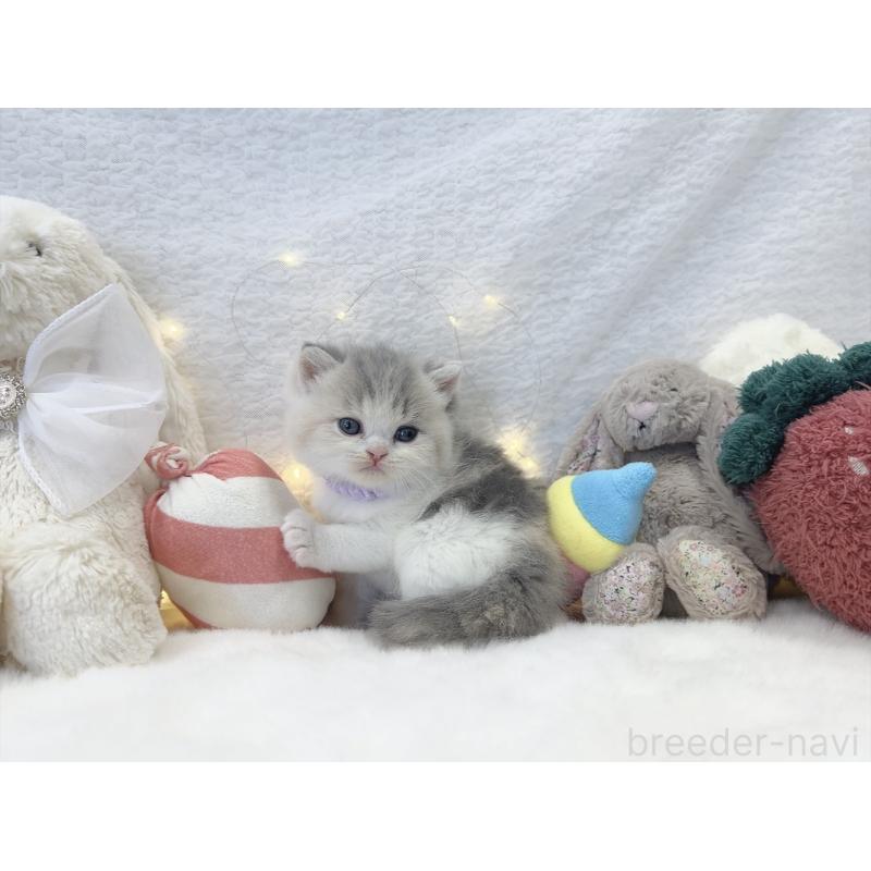 販売中の大阪府のミヌエット-131867の4枚目