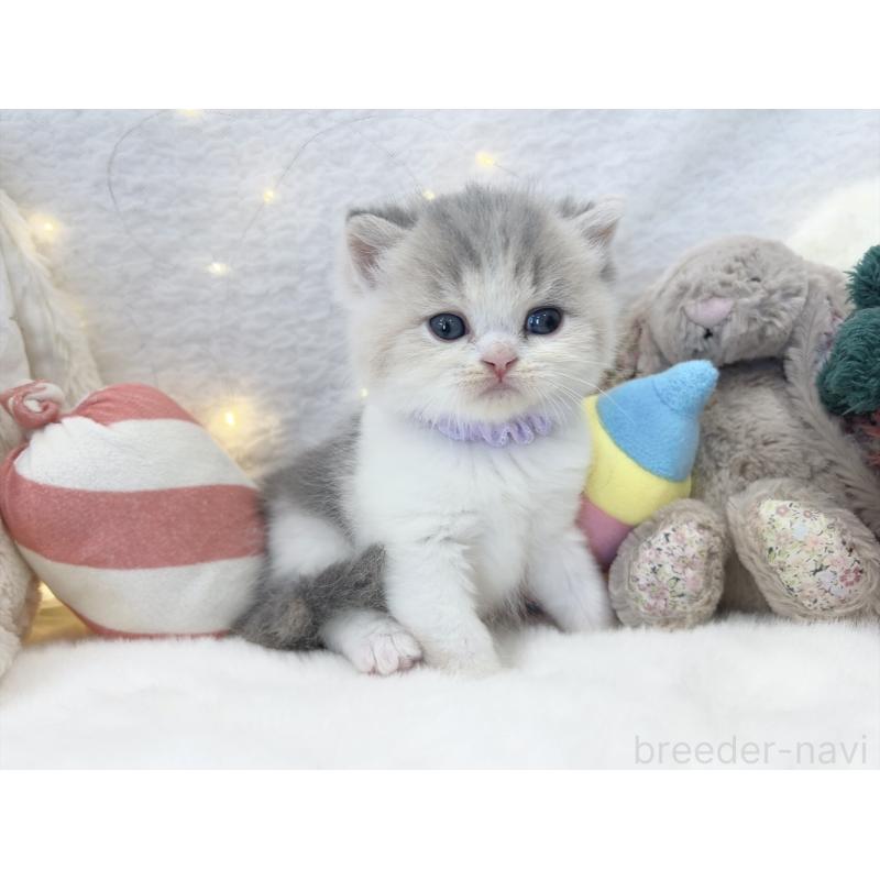 販売中の大阪府のミヌエット-131867の3枚目