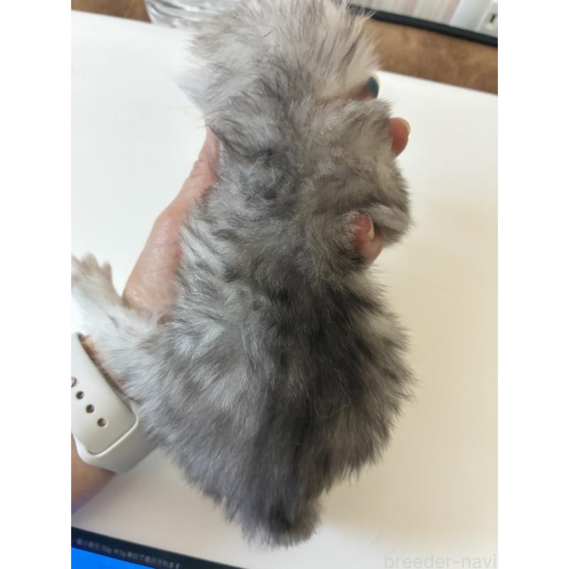 販売中の千葉県のペルシャ-131868の4枚目