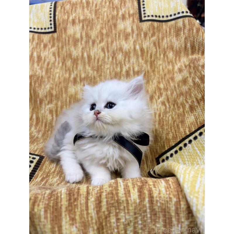 販売中の長野県のペルシャ(チンチラ)-131869の3枚目