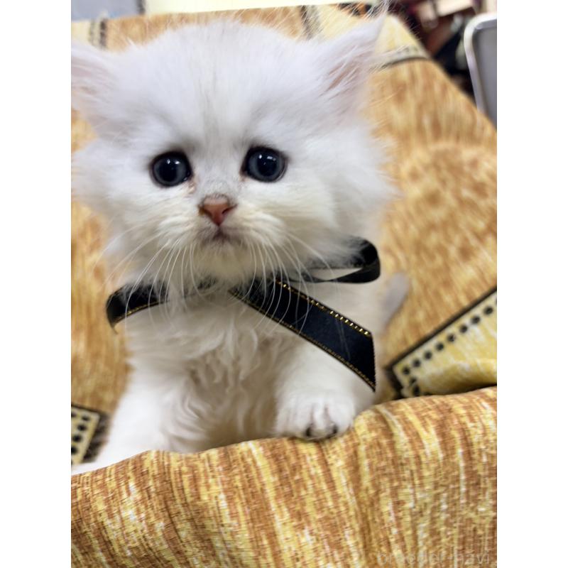 販売中の長野県のペルシャ(チンチラ)-131869の2枚目