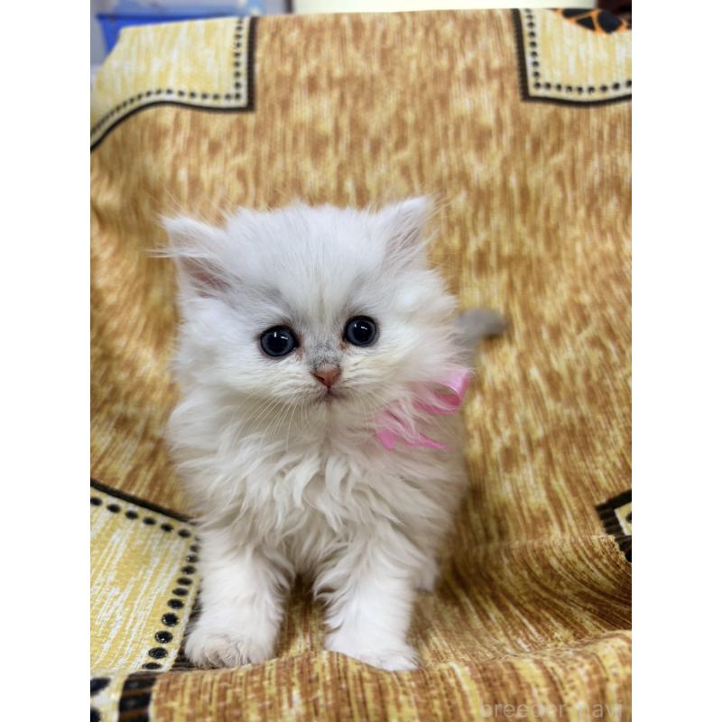 販売中の長野県のペルシャ(チンチラ)-131870の2枚目