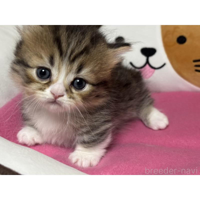 販売中の愛知県のミヌエット(短足)-131871の5枚目