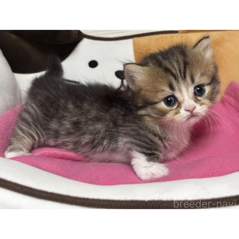 販売中の愛知県のミヌエット(短足)-131871の3枚目