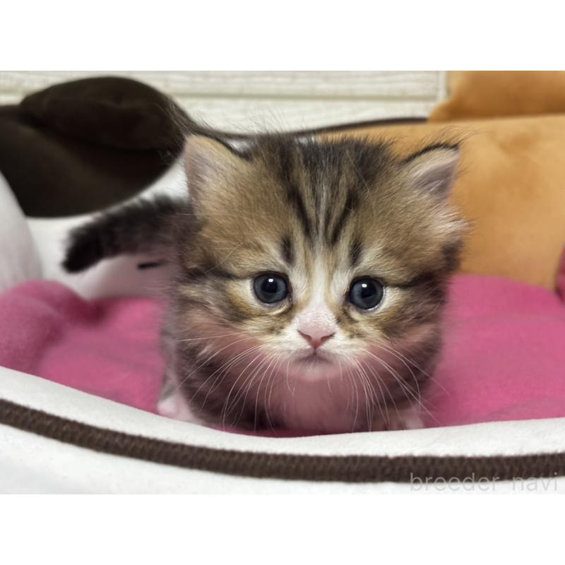 販売中の愛知県のミヌエット(短足)-131871の2枚目