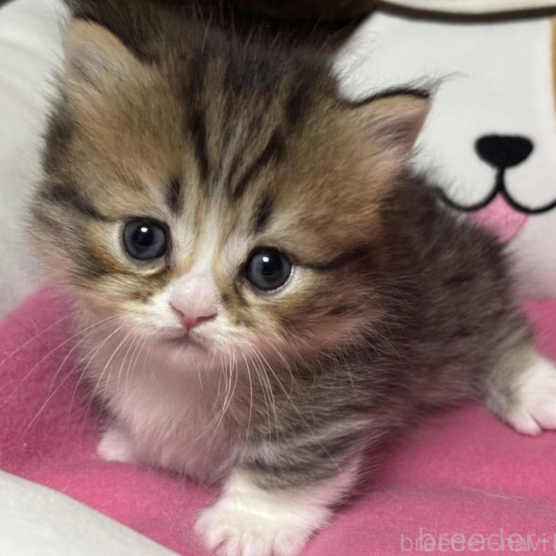 販売中の愛知県のミヌエット(短足)-131871の1枚目