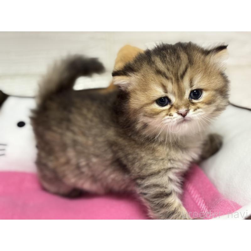 販売中の愛知県のミヌエット-131872の6枚目