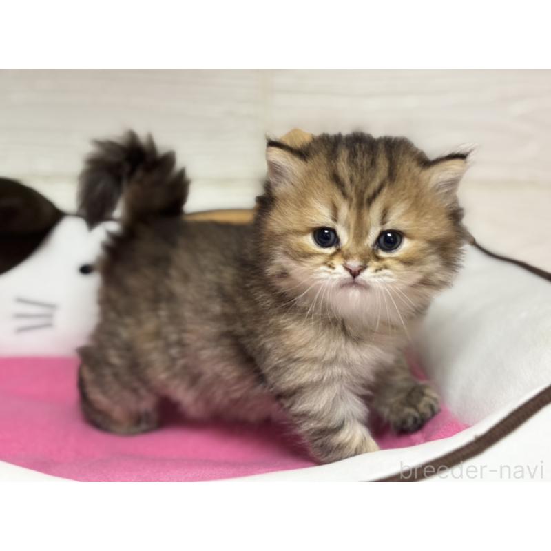 販売中の愛知県のミヌエット-131872の5枚目