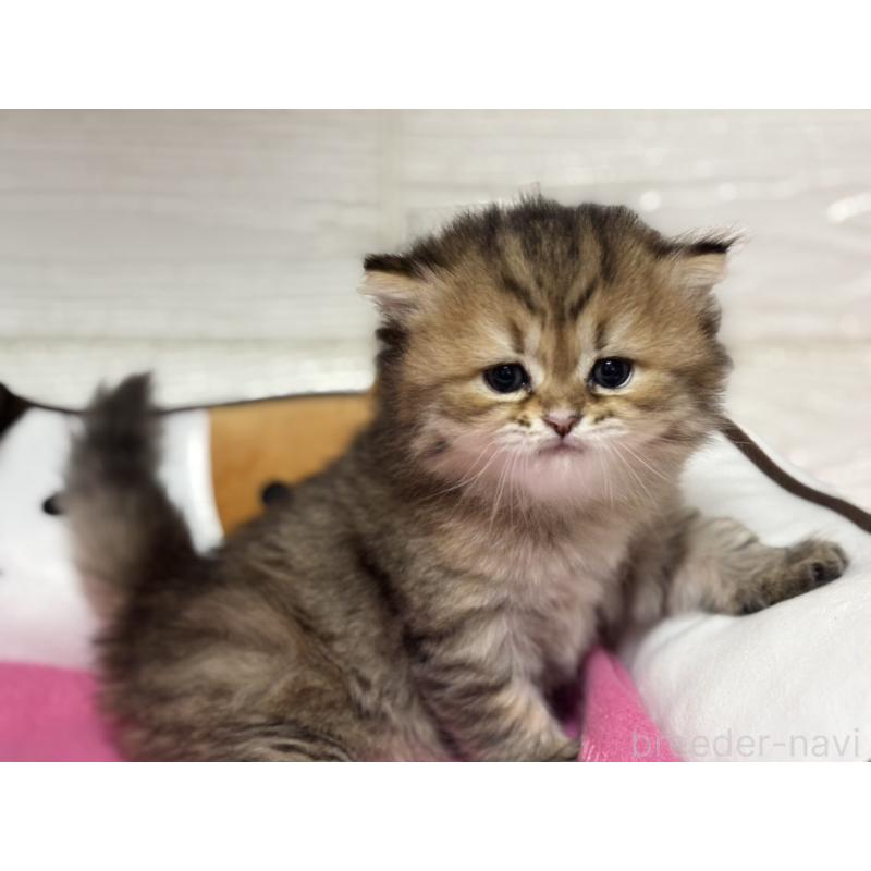 販売中の愛知県のミヌエット-131872の4枚目