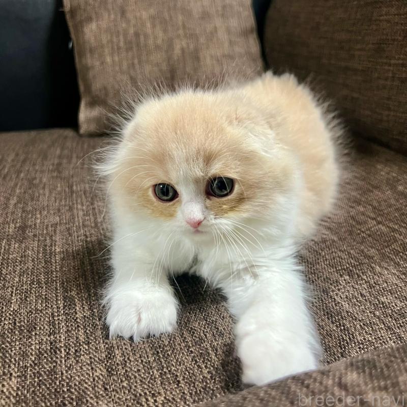 販売中の三重県のスコティッシュフォールド(折れ耳)-129918の16枚目