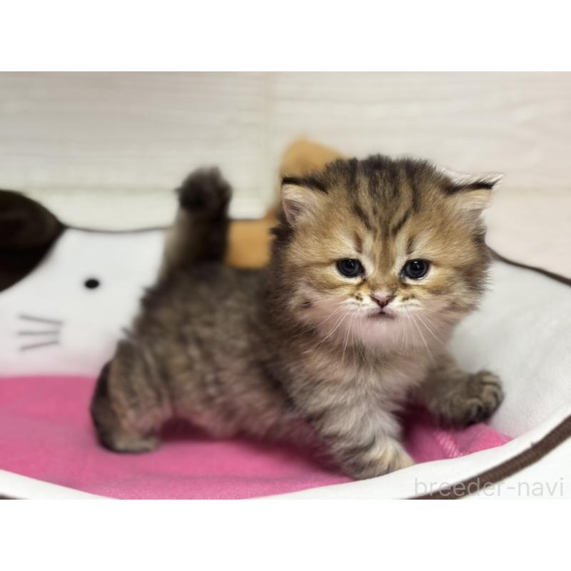 販売中の愛知県のミヌエット-131872の3枚目