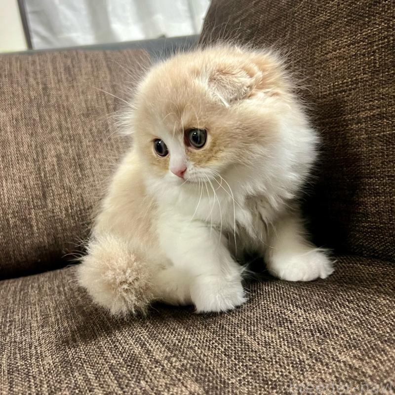 販売中の三重県のスコティッシュフォールド(折れ耳)-129918の15枚目