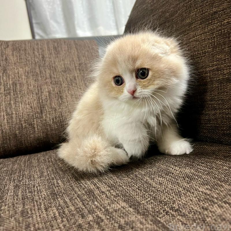 販売中の三重県のスコティッシュフォールド(折れ耳)-129918の14枚目