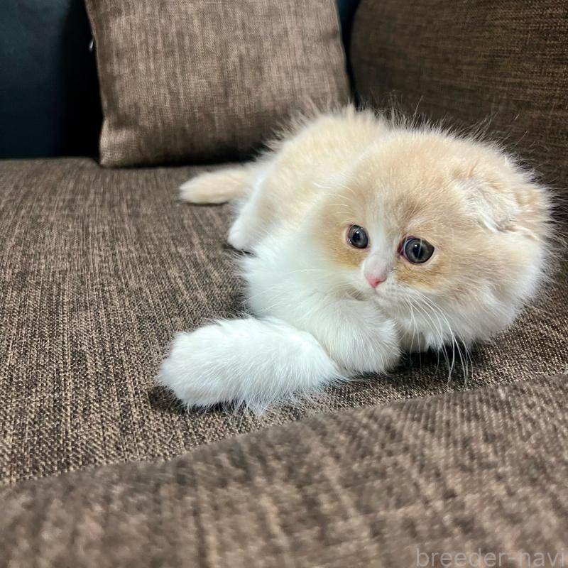 販売中の三重県のスコティッシュフォールド(折れ耳)-129918の13枚目