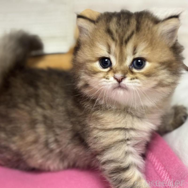 販売中の愛知県のミヌエット-131872の1枚目