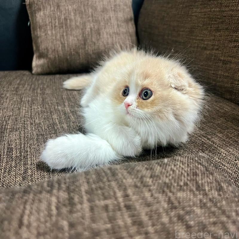 販売中の三重県のスコティッシュフォールド(折れ耳)-129918の12枚目