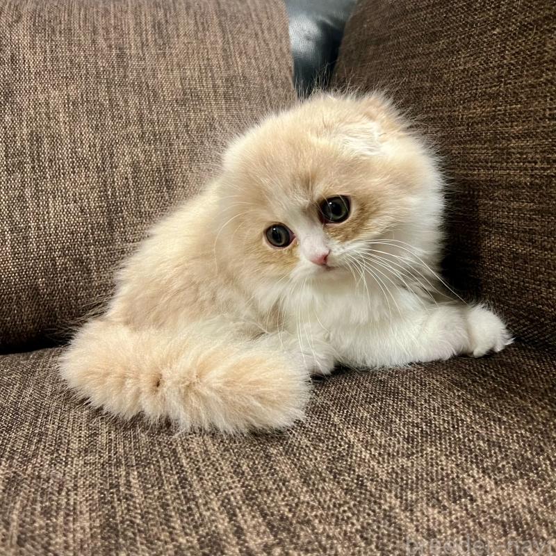 販売中の三重県のスコティッシュフォールド(折れ耳)-129918の11枚目