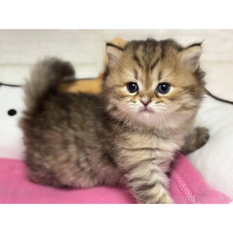 販売中の愛知県のミヌエット-131872の2枚目