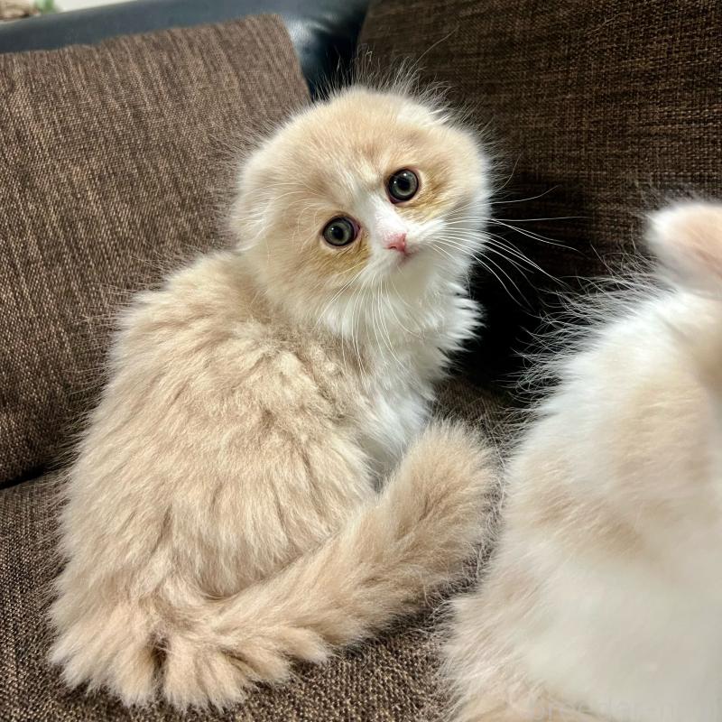 販売中の三重県のスコティッシュフォールド(折れ耳)-129918の10枚目