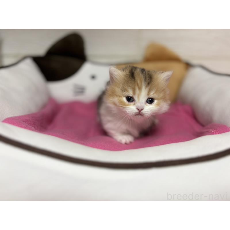 販売中の愛知県のミヌエット(短足)-131873の5枚目