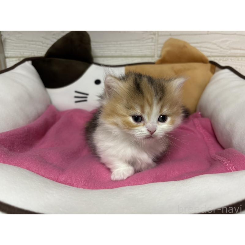 販売中の愛知県のミヌエット(短足)-131873の4枚目