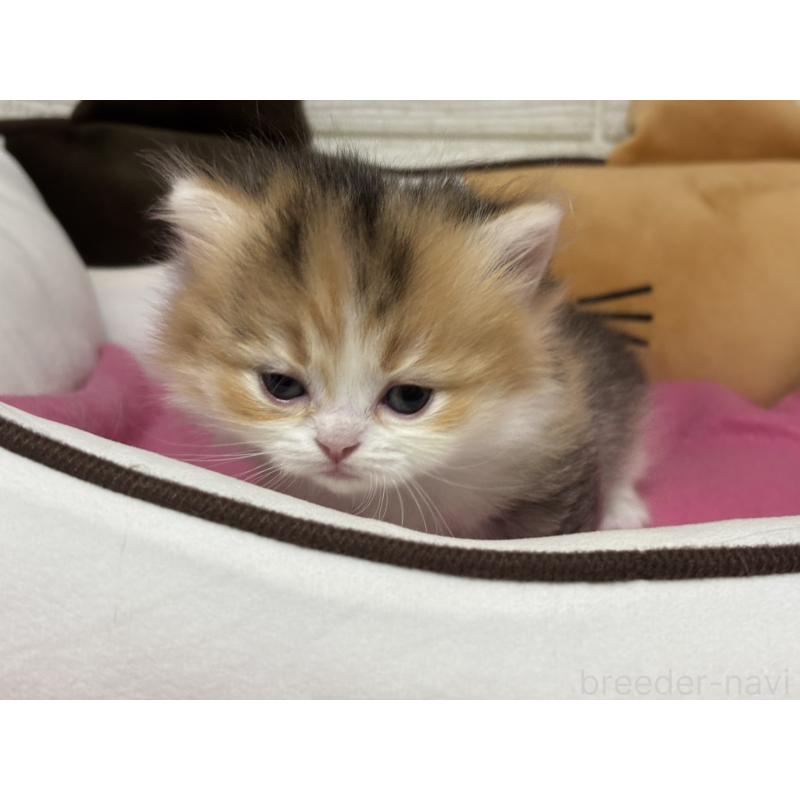 販売中の愛知県のミヌエット(短足)-131873の3枚目