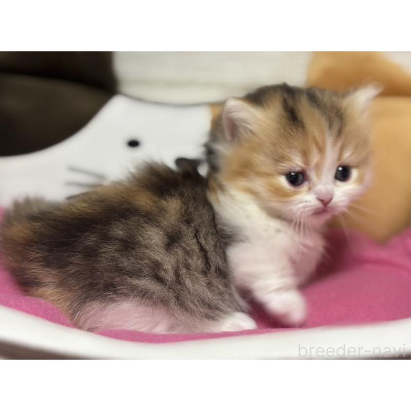 販売中の愛知県のミヌエット(短足)-131873の2枚目