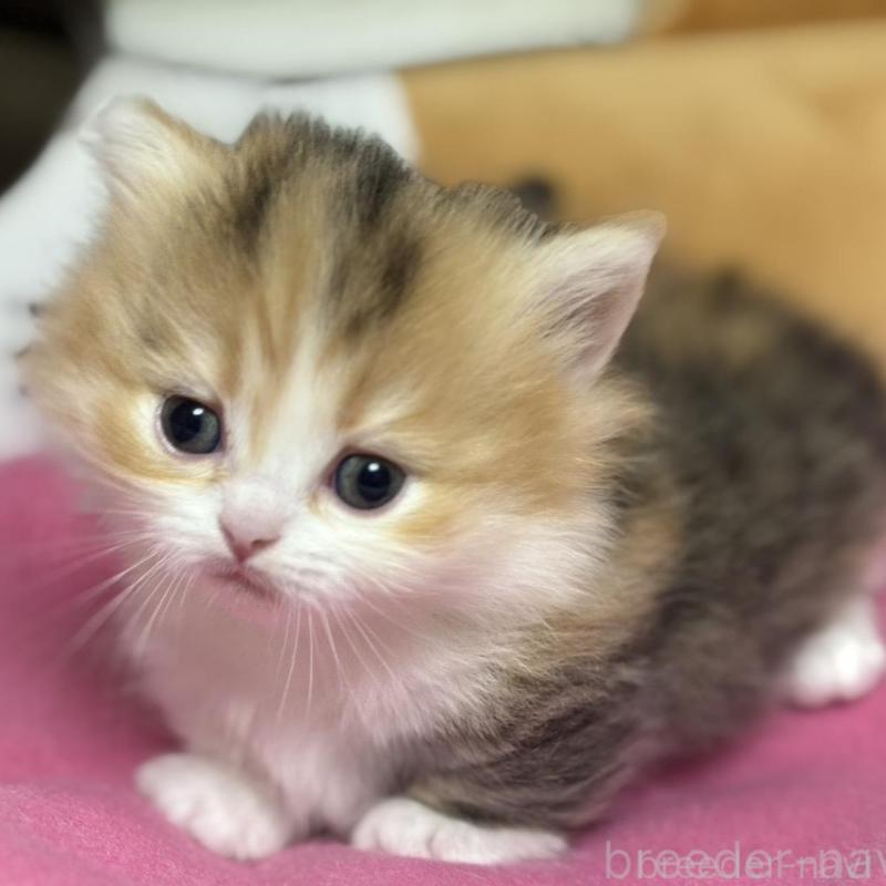 販売中の愛知県のミヌエット(短足)-131873