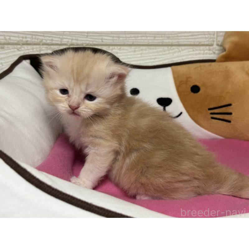 販売中の愛知県のミヌエット-131874の5枚目