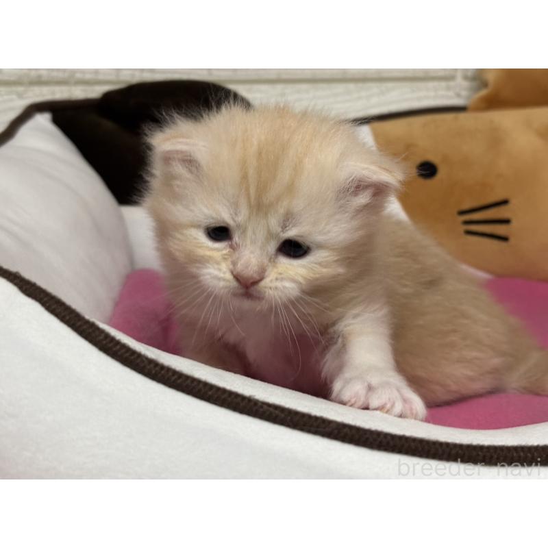 販売中の愛知県のミヌエット-131874の4枚目