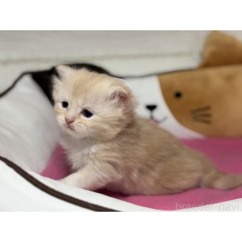 販売中の愛知県のミヌエット-131874の3枚目