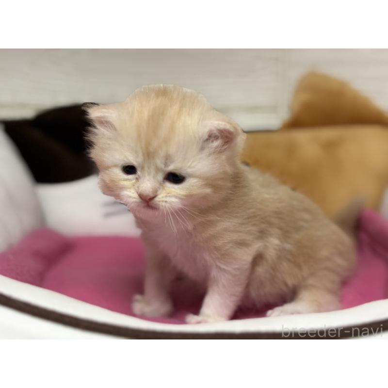 販売中の愛知県のミヌエット-131874の2枚目