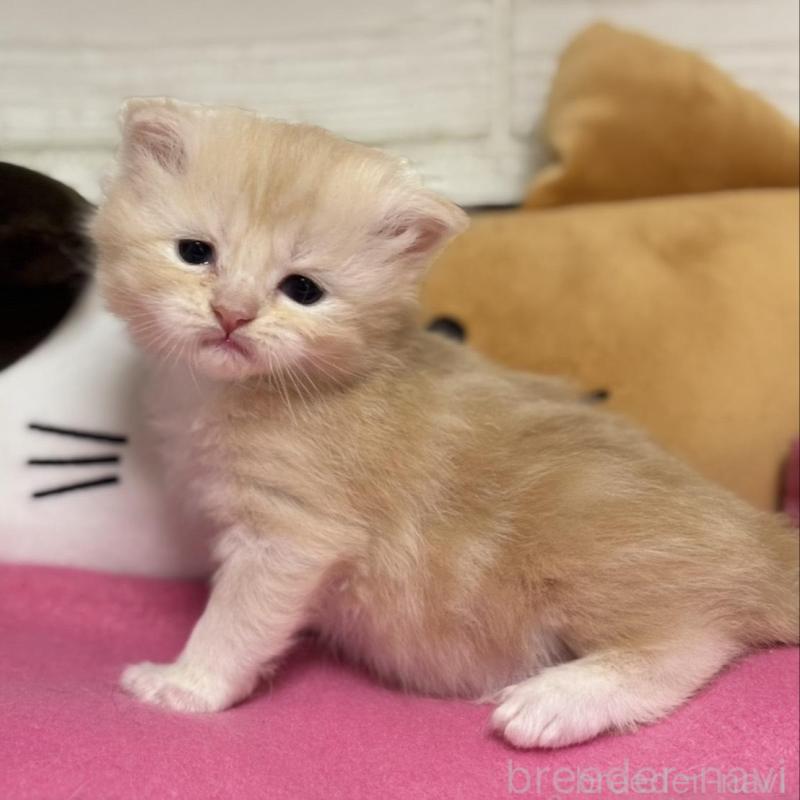 販売中の愛知県のミヌエット-131874