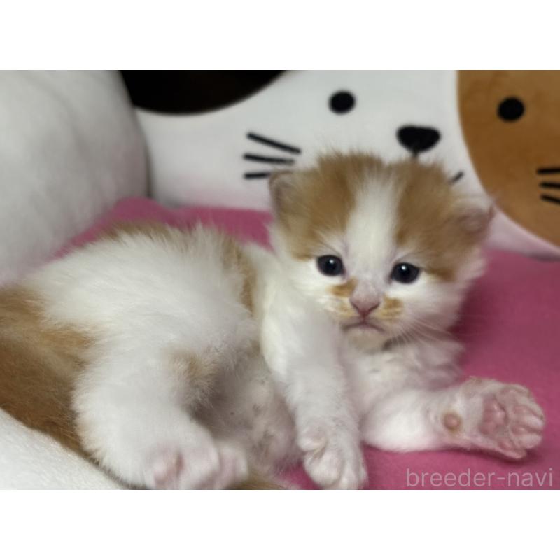 販売中の愛知県のミヌエット-131875の5枚目