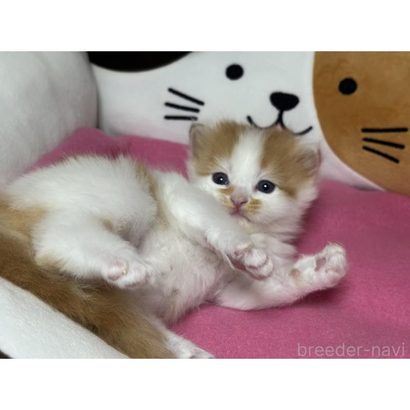 販売中の愛知県のミヌエット-131875の4枚目