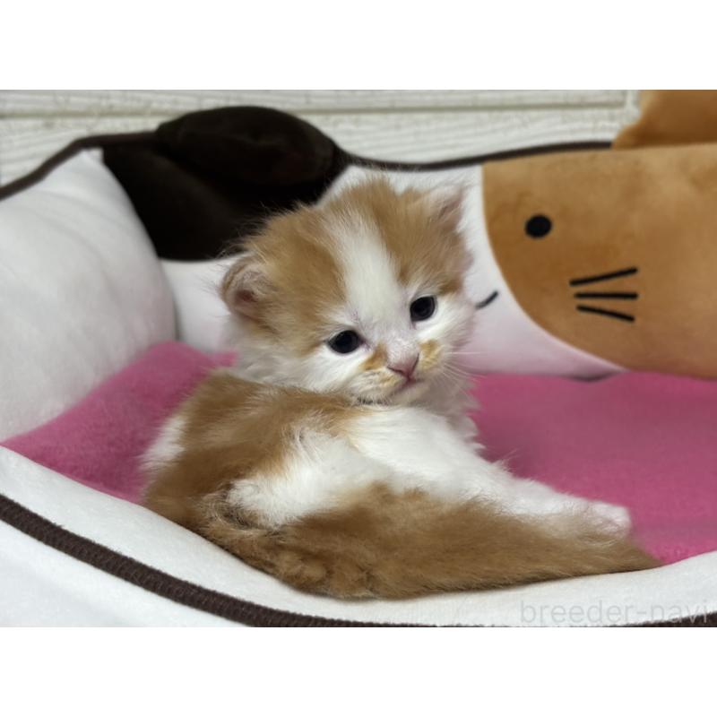 販売中の愛知県のミヌエット-131875の3枚目