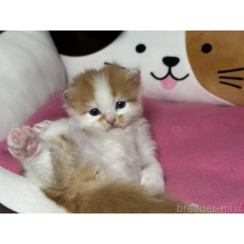 販売中の愛知県のミヌエット-131875の2枚目