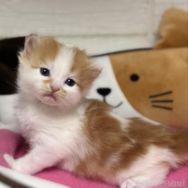 販売中の愛知県のミヌエット-131875